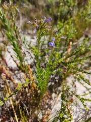 Lobelia comosa