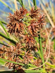 Cyperus congestus