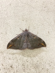 Ischyja