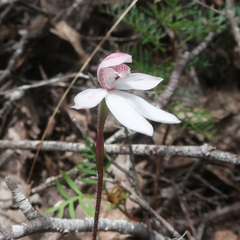 Caladenia alpina