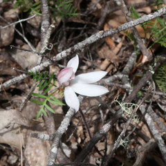 Caladenia alpina