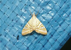 Agrioglypta enneactis