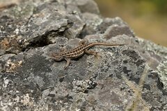 Sceloporus bicanthalis