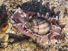 Hydatina physis