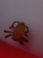 Eriophora ravilla