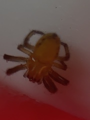 Eriophora ravilla