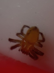 Eriophora ravilla