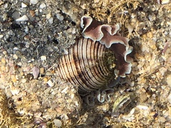 Hydatina physis