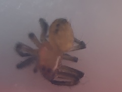 Eriophora ravilla
