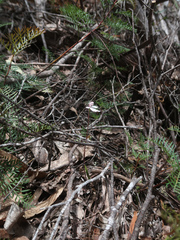 Caladenia alpina