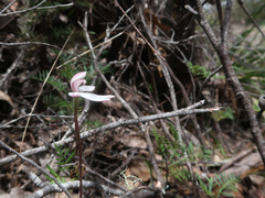 Caladenia alpina