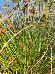 Cyperus congestus