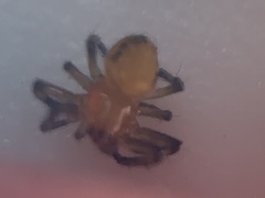 Eriophora ravilla