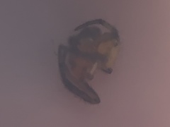 Eriophora ravilla