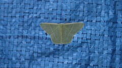 Thalassodes chloropis