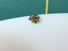 Eriophora ravilla