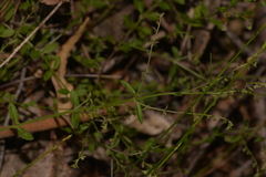 Gonocarpus teucrioides