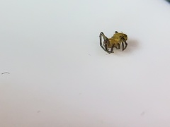 Eriophora ravilla