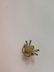 Eriophora ravilla