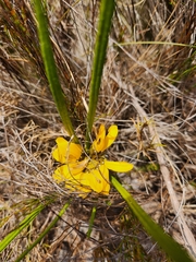 Gazania pectinata