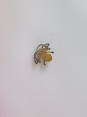Eriophora ravilla
