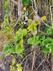 Knowltonia vesicatoria