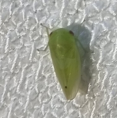 Batracomorphus