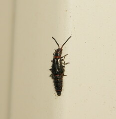 Carphurus strigicollis