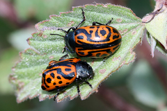 Calligrapha mexicana