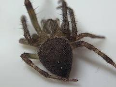 Eriophora ravilla