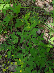 Taenidia integerrima