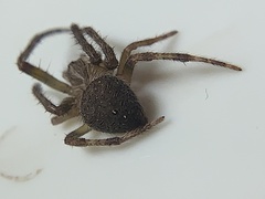 Eriophora ravilla