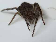 Eriophora ravilla