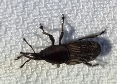 Rhabdoscelus obscurus