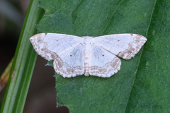 Scopula propinquaria