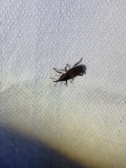 Rhabdoscelus obscurus