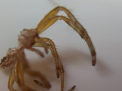 Eriophora ravilla