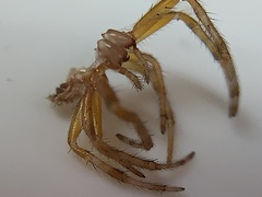 Eriophora ravilla