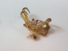 Eriophora ravilla