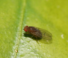 Drosophila immigrans