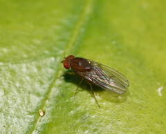 Drosophila immigrans