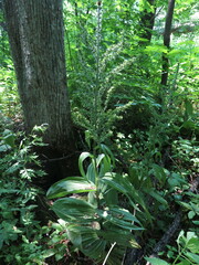 Veratrum dolichopetalum