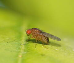 Drosophila immigrans