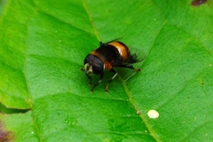 Phytomia