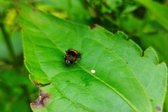 Phytomia