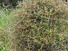 Coprosma rigida