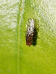 Drosophila immigrans