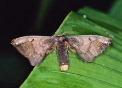 Phiditiidae