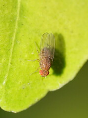 Drosophila immigrans