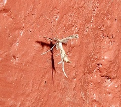 Lantanophaga pusillidactylus